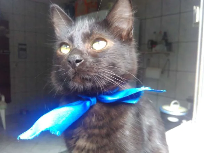 Gato ra a SRD  idade 2 a 6 meses nome Sem Nome 