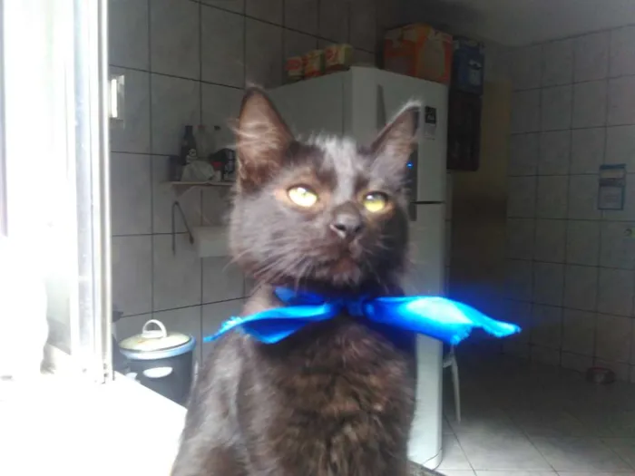 Gato ra a SRD  idade 2 a 6 meses nome Sem Nome 