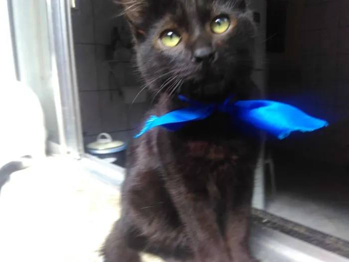 Gato ra a SRD  idade 2 a 6 meses nome Sem Nome 