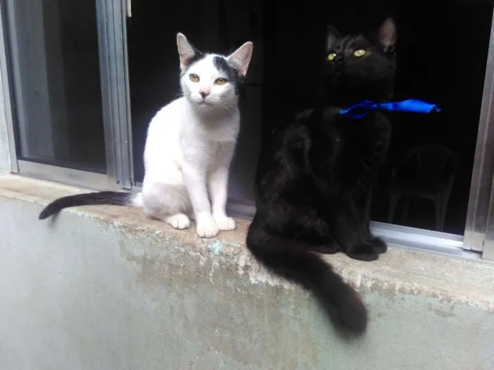 Gato ra a SRD  idade 2 a 6 meses nome Sem Nome 
