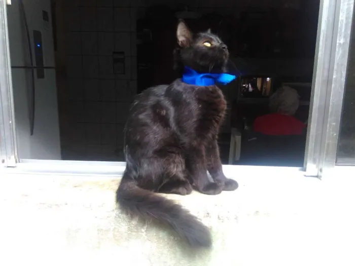 Gato ra a SRD  idade 2 a 6 meses nome Sem Nome 