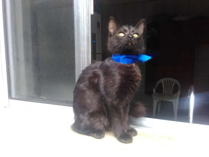 Gato ra a SRD  idade 2 a 6 meses nome Sem Nome 
