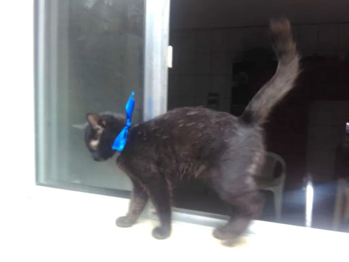 Gato ra a SRD  idade 2 a 6 meses nome Sem Nome 