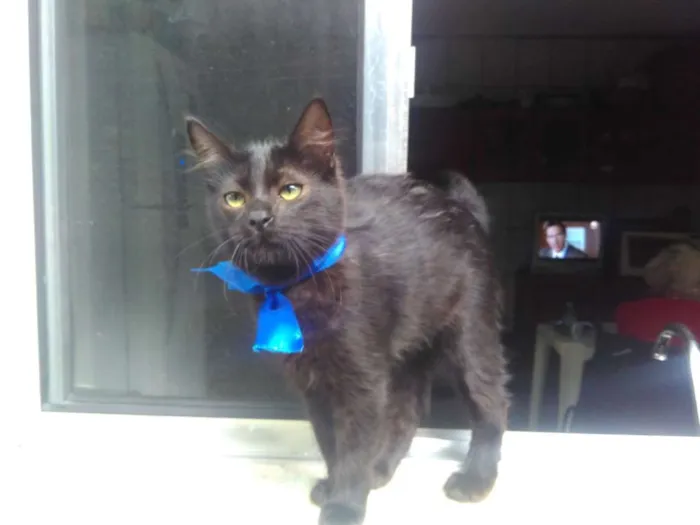 Gato ra a SRD  idade 2 a 6 meses nome Sem Nome 