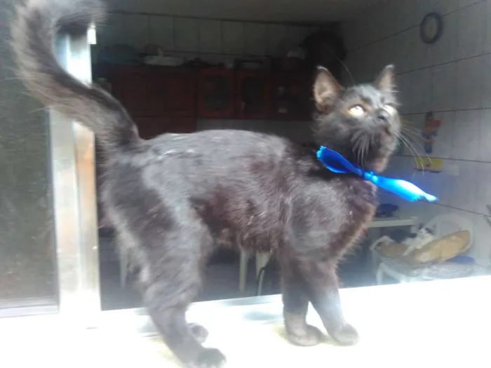 Gato ra a SRD  idade 2 a 6 meses nome Sem Nome 