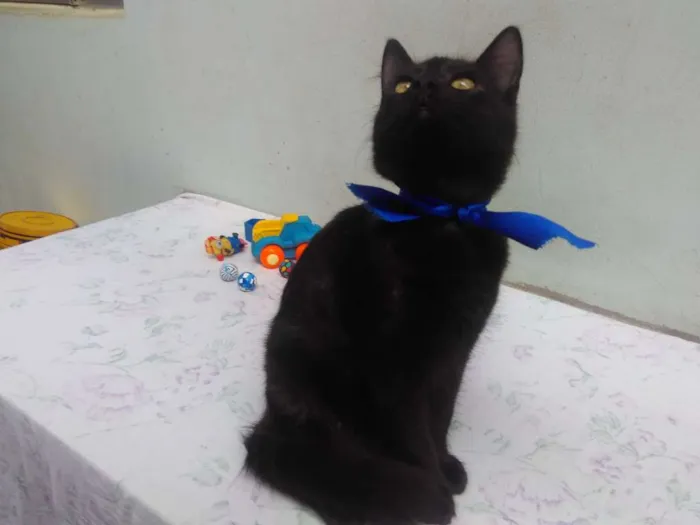 Gato ra a SRD  idade 2 a 6 meses nome Sem Nome 