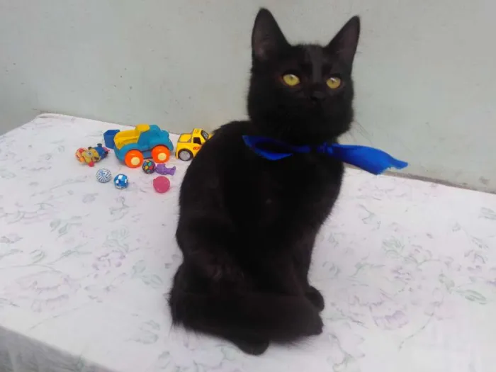 Gato ra a SRD  idade 2 a 6 meses nome Sem Nome 
