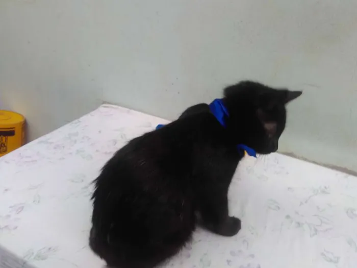 Gato ra a SRD  idade 2 a 6 meses nome Sem Nome 