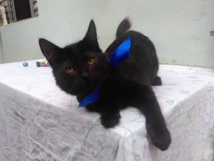 Gato ra a SRD  idade 2 a 6 meses nome Sem Nome 