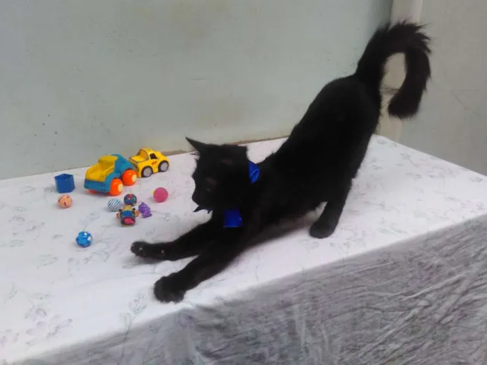 Gato ra a SRD  idade 2 a 6 meses nome Sem Nome 