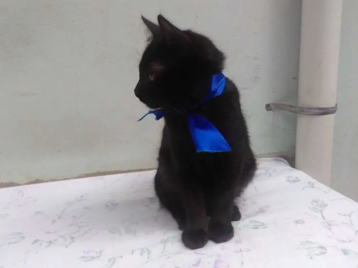 Gato ra a SRD  idade 2 a 6 meses nome Sem Nome 