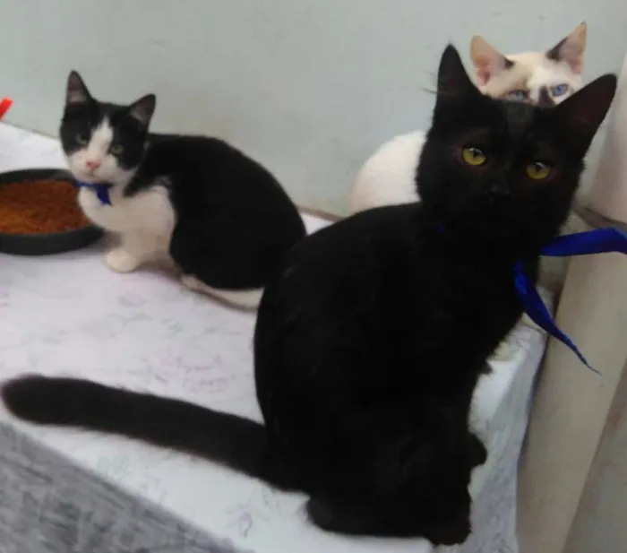 Gato ra a SRD  idade 2 a 6 meses nome Sem Nome 