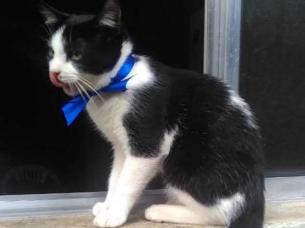 Gato ra a SRD  idade 2 a 6 meses nome Sem Nome 