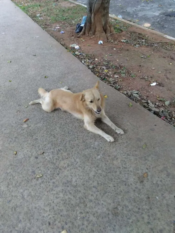 Cachorro ra a SRD idade 2 anos nome Amoreco