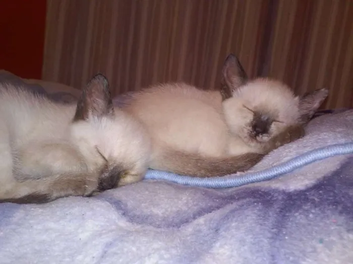 Gato ra a SRD idade 2 a 6 meses nome algodão 