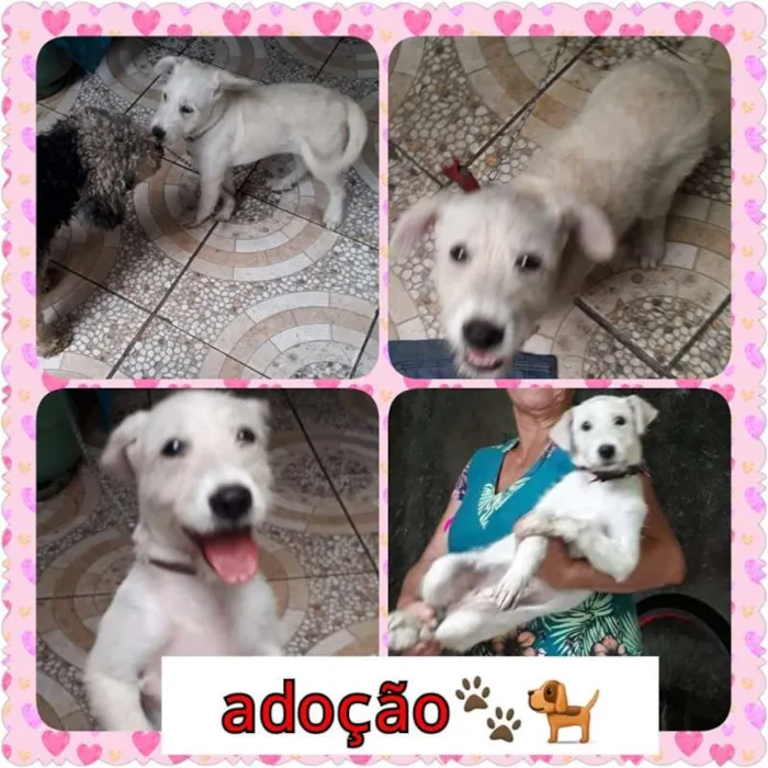 Cachorro ra a Fox Terrier idade 1 ano nome Branquinha
