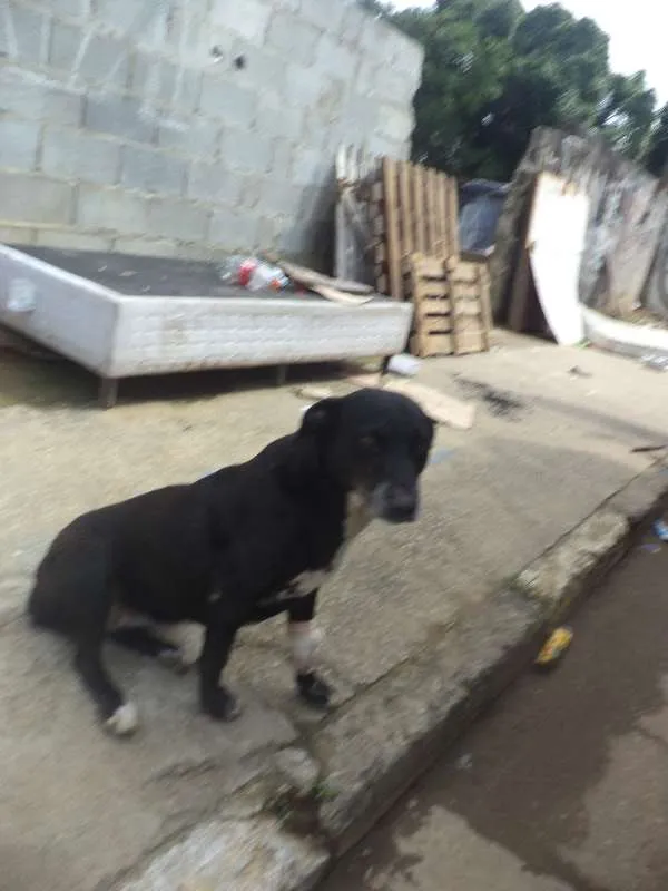 Cachorro ra a Pit-Bull idade 2 anos nome Branca