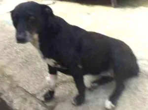 Cachorro raça Pit-Bull idade 2 anos nome Branca