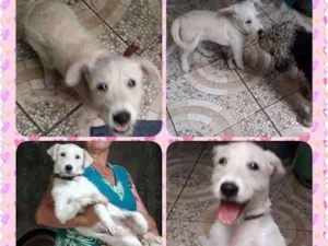 Cachorro raça Fox Terrier idade 1 ano nome Branquinha