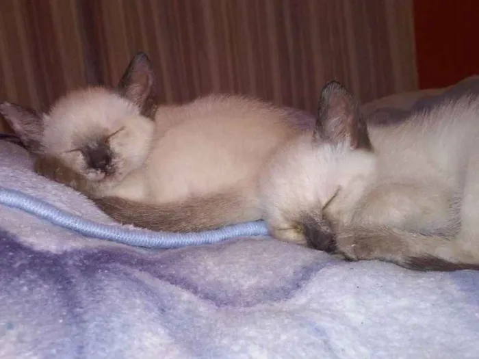 Gato ra a SRD idade 2 a 6 meses nome algodão 