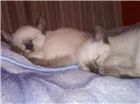 Gato raça SRD idade 2 a 6 meses nome algodão 