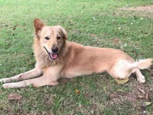 Cachorro raça SRD idade 2 anos nome Amoreco