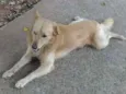 Amoreco