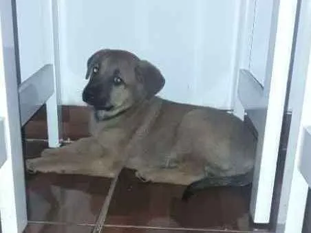 Cachorro ra a SRD idade 2 a 6 meses nome Milly