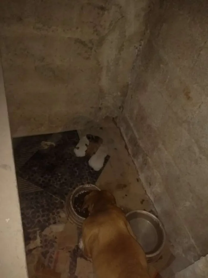 Cachorro ra a Vira lata idade Abaixo de 2 meses nome Branquinho e Toddy