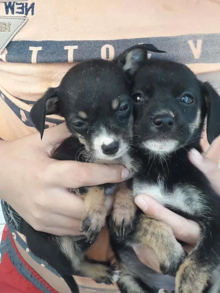 Cachorro ra a Vira-lata  idade 2 a 6 meses nome Sem nome