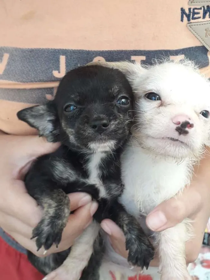 Cachorro ra a Vira-lata  idade 2 a 6 meses nome Sem nome