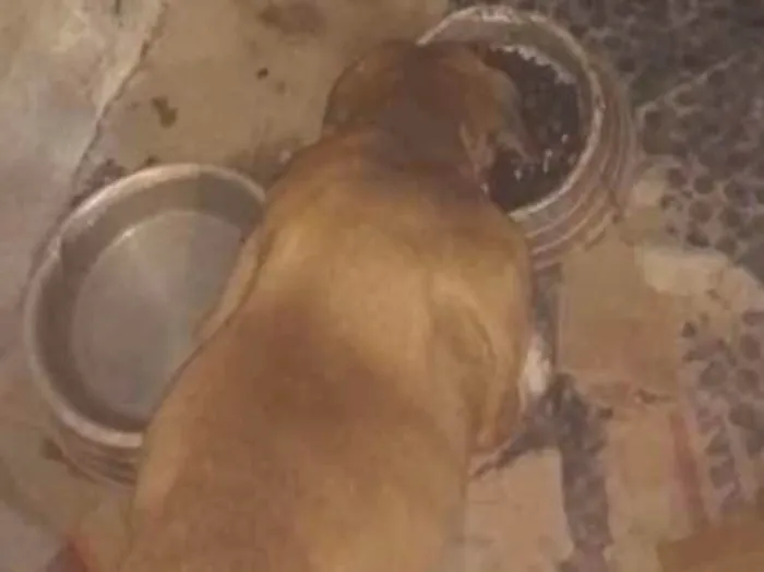 Cachorro ra a Vira lata idade Abaixo de 2 meses nome Branquinho e Toddy