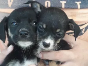 Cachorro raça Vira-lata  idade 2 a 6 meses nome Sem nome