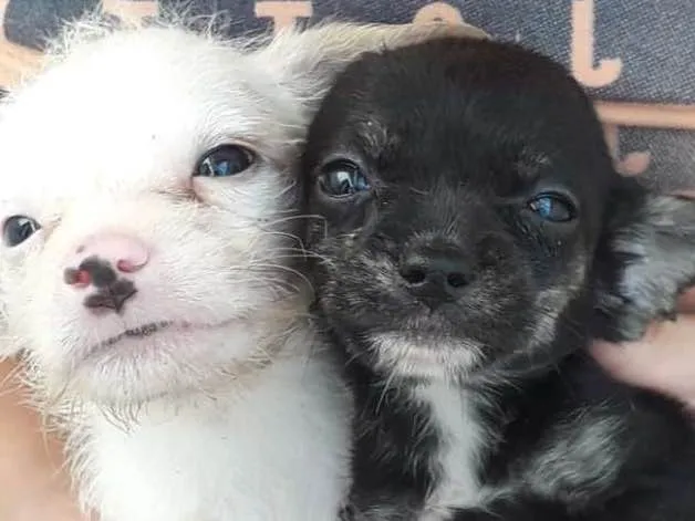 Cachorro ra a Vira-lata  idade 2 a 6 meses nome Sem nome