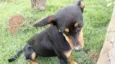 Cachorro raça pinscher misturado idade 7 a 11 meses nome Maya