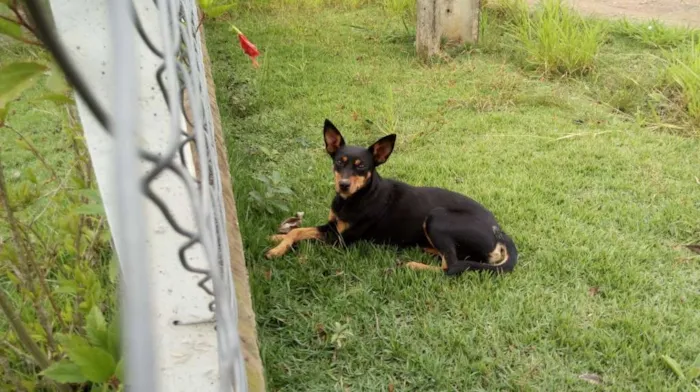 Cachorro raça pinscher misturado idade 7 a 11 meses nome Maya