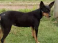 Cachorro raça pinscher misturado idade 7 a 11 meses nome Maya