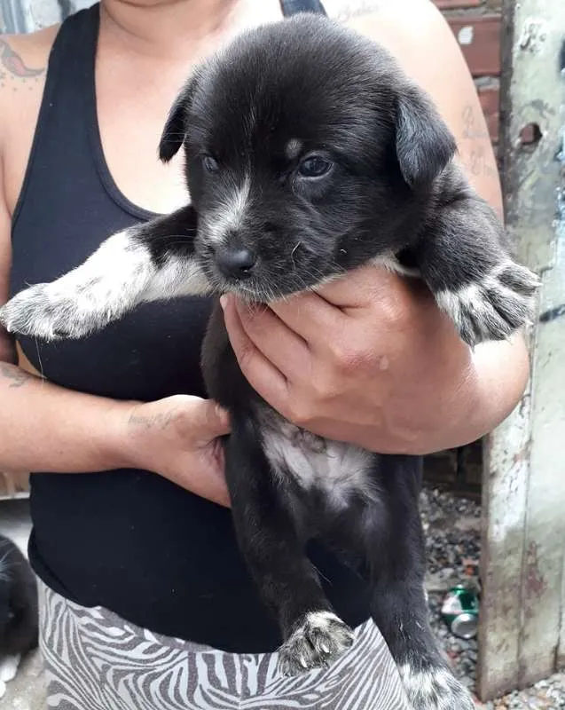 Cachorro ra a SRD idade Abaixo de 2 meses nome sem nome