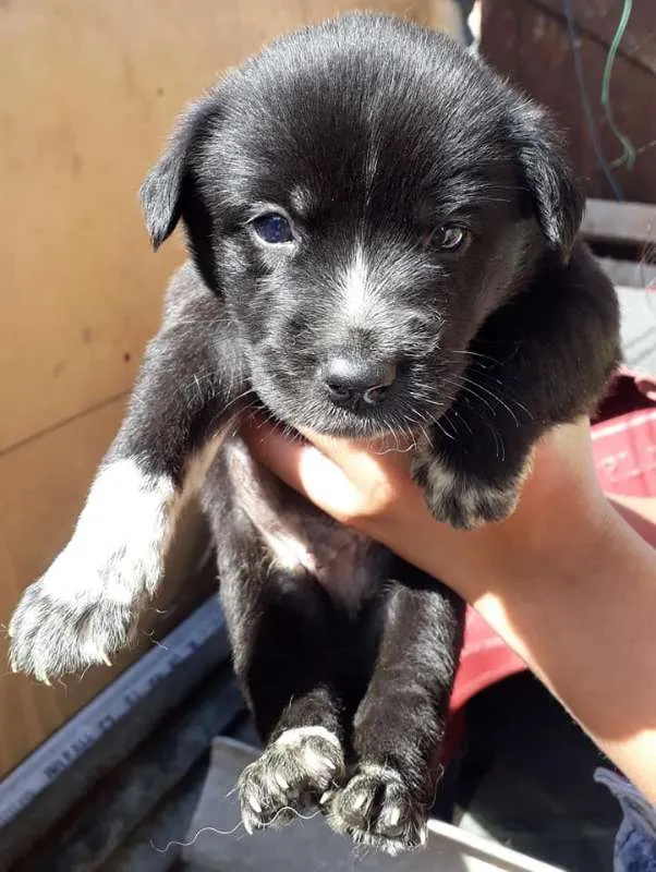 Cachorro ra a SRD idade Abaixo de 2 meses nome sem nome