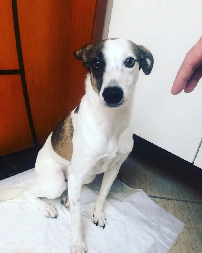 Cachorro ra a SRD idade 1 ano nome Théo