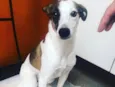 Théo