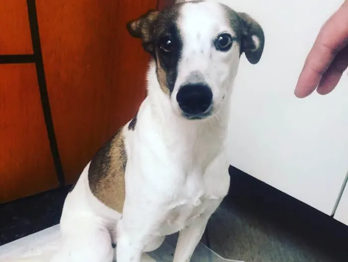 Cachorro ra a SRD idade 1 ano nome Théo