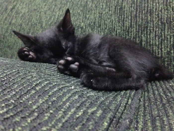Gato ra a Vira-lata  idade 2 a 6 meses nome Rogério 