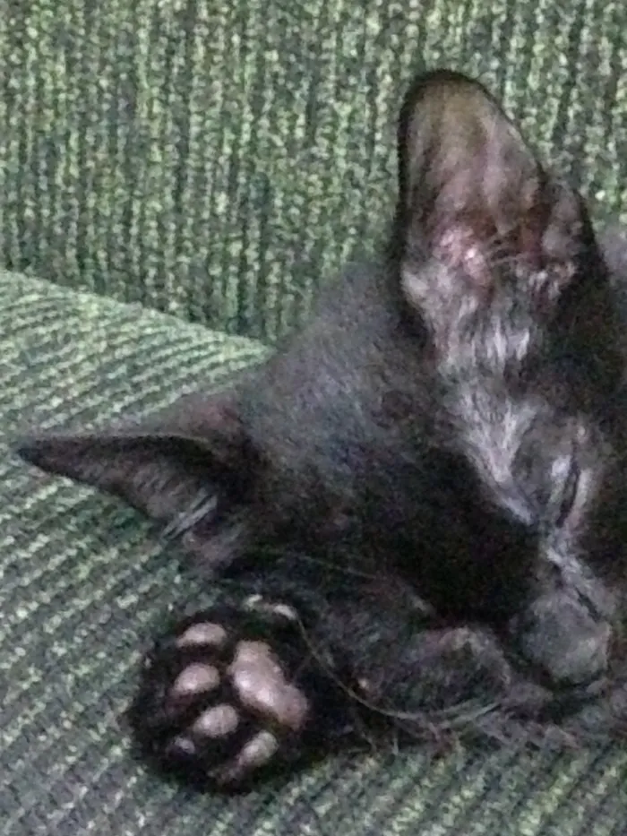 Gato ra a Vira-lata  idade 2 a 6 meses nome Rogério 