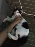 TOM