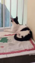 TOM