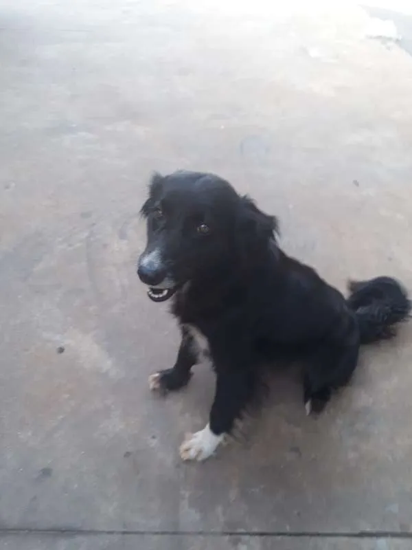Cachorro ra a SRD idade 2 a 6 meses nome Pretinha