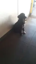 Pretinha