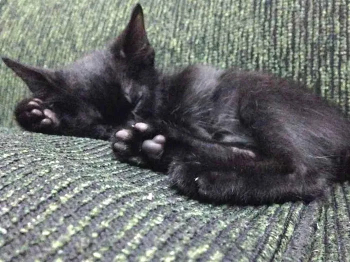 Gato ra a Vira-lata  idade 2 a 6 meses nome Rogério 