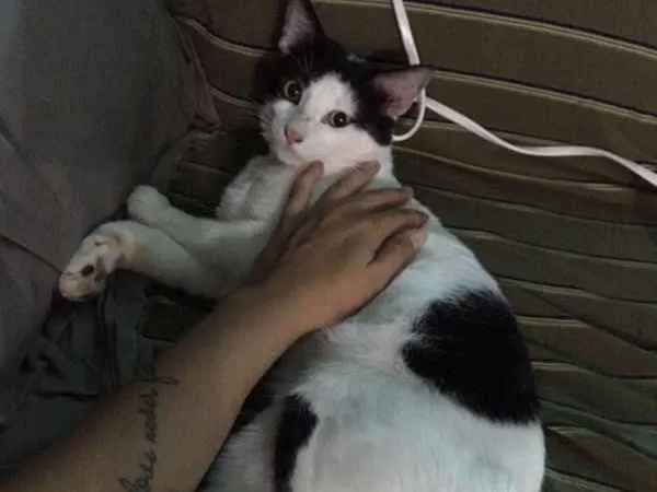 Gato ra a SRD idade 1 ano nome TOM